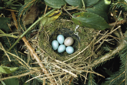 Cuckoo (Cuculus canorus) egg laid in Dunnock's (Prunella modularis) nest, Europe