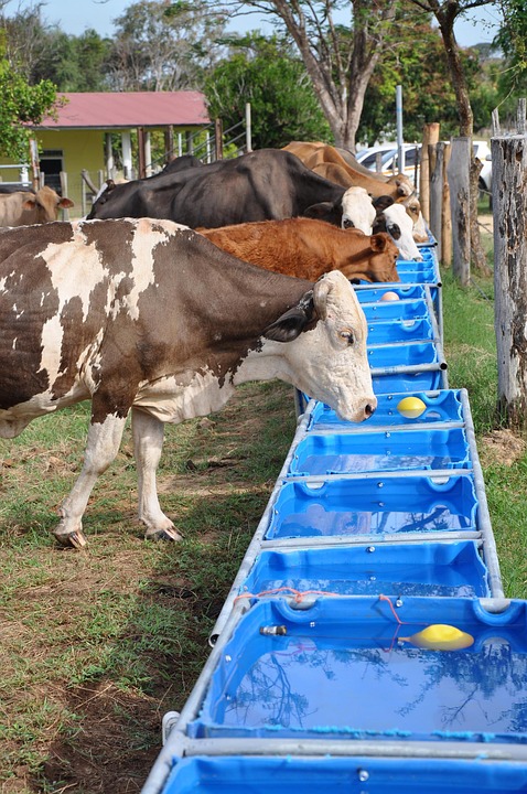 Livestock-Water-Drinking-1822345.jpg